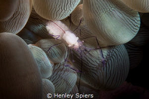 Bubble Shrimp Stuffed with Eggs by Henley Spiers 